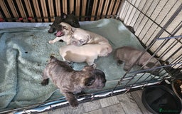 French Bulldog dogs for sale: French bulldog puppies  - Image 8