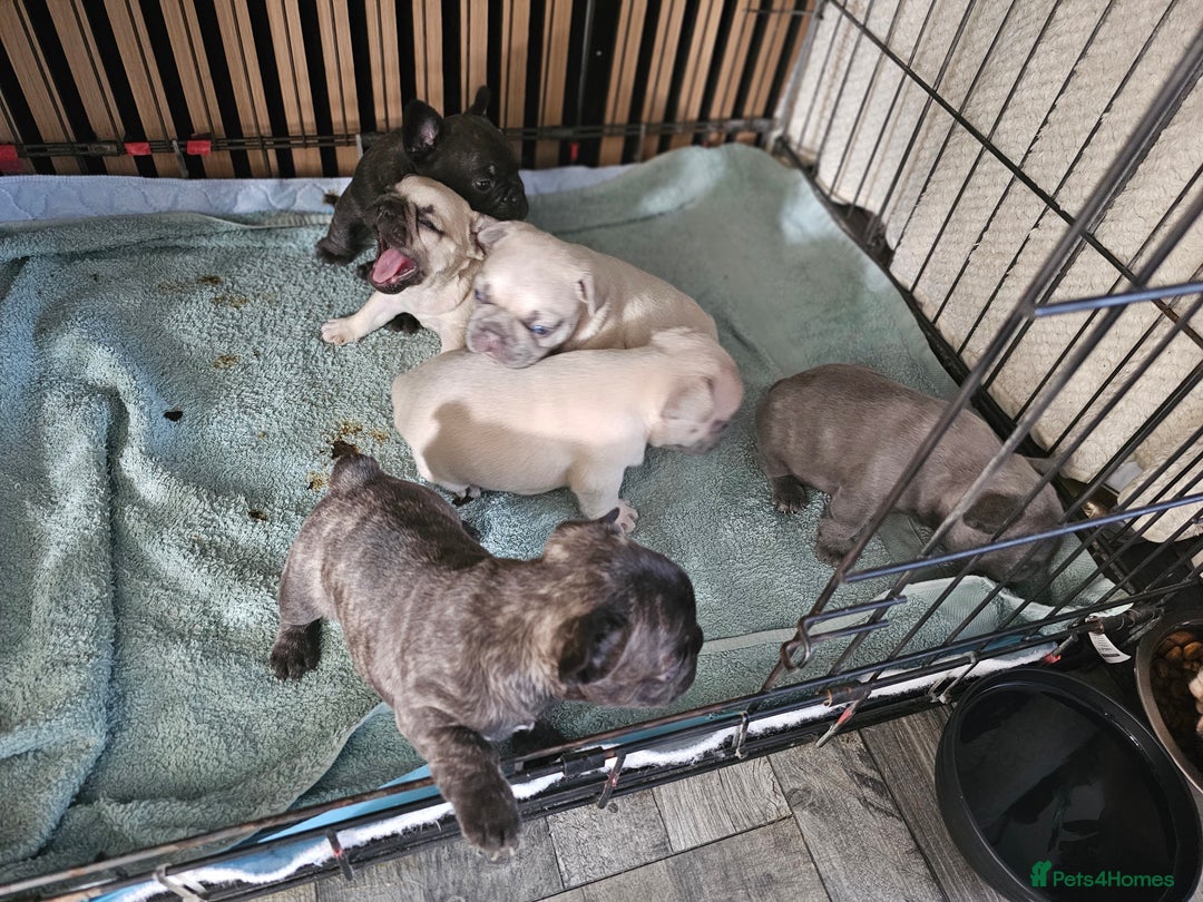 French Bulldog dogs for sale: French bulldog puppies  - Image 8