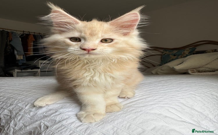 Maine Coon cats - Advert 11
