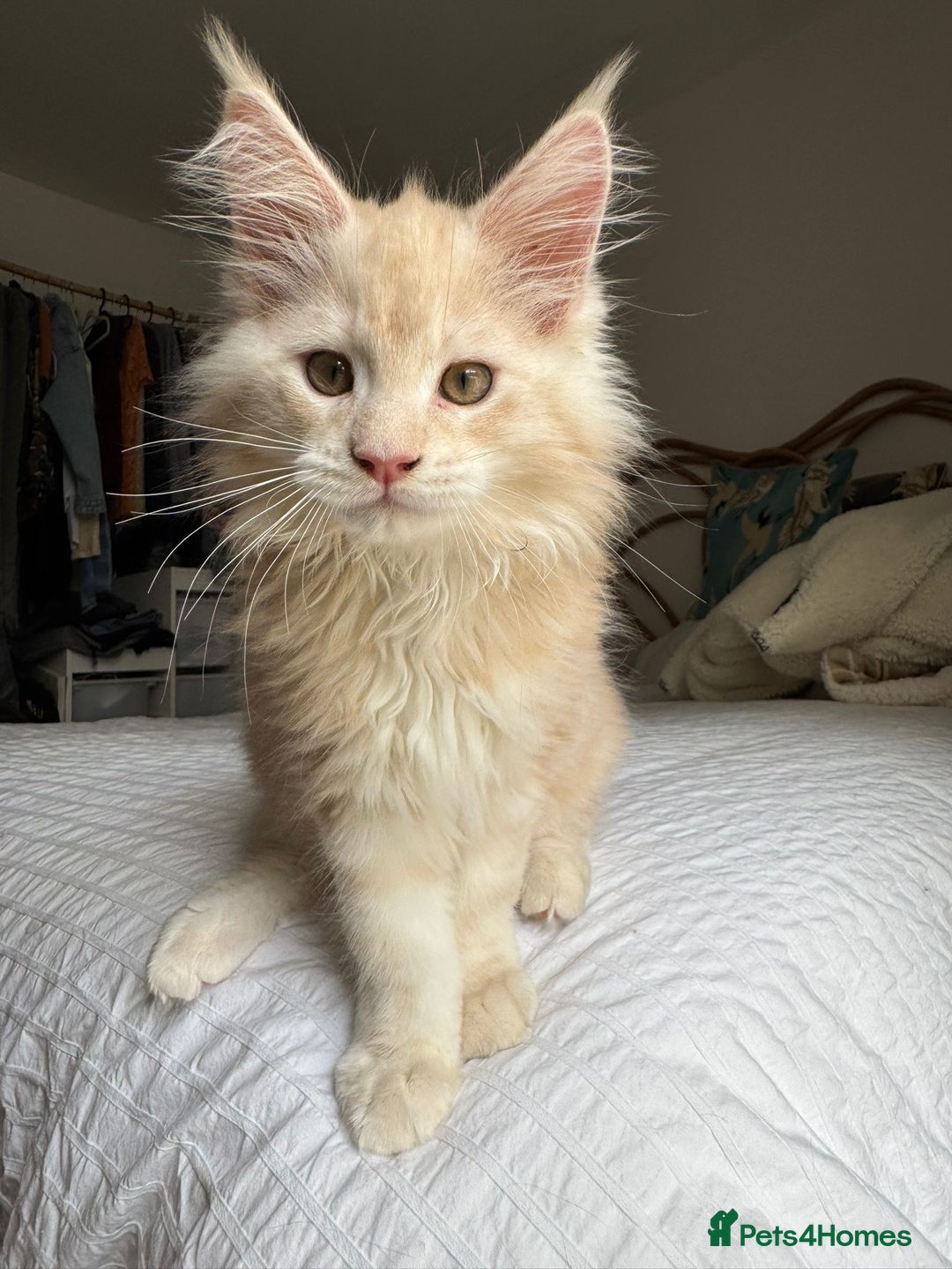 Maine Coon cats for sale: Pedigree fluffy Maine coon kittens - Image 1