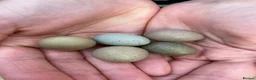 Quail poultry for sale: Chinese Painted/Button Quail Eggs for Sale - Advert 3