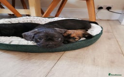 Mixed Breed dogs for sale: Little bundles of schweenie love!  - Image 36