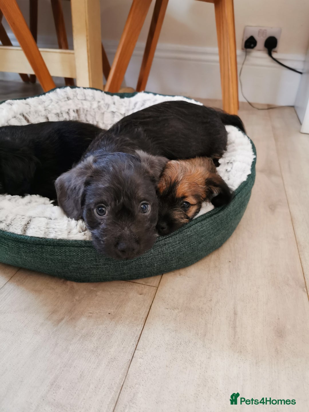 Mixed Breed dogs for sale: Little bundles of schweenie love!  - Image 36