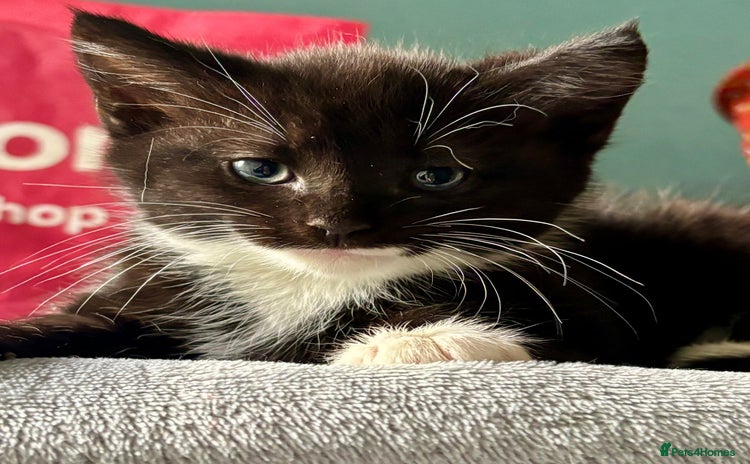 Domestic Shorthair cats - Advert 1