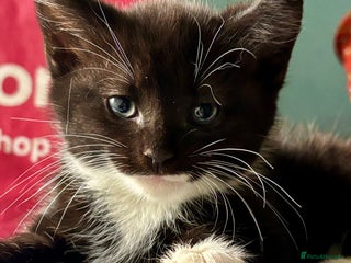 Domestic Shorthair cats - Advert 17