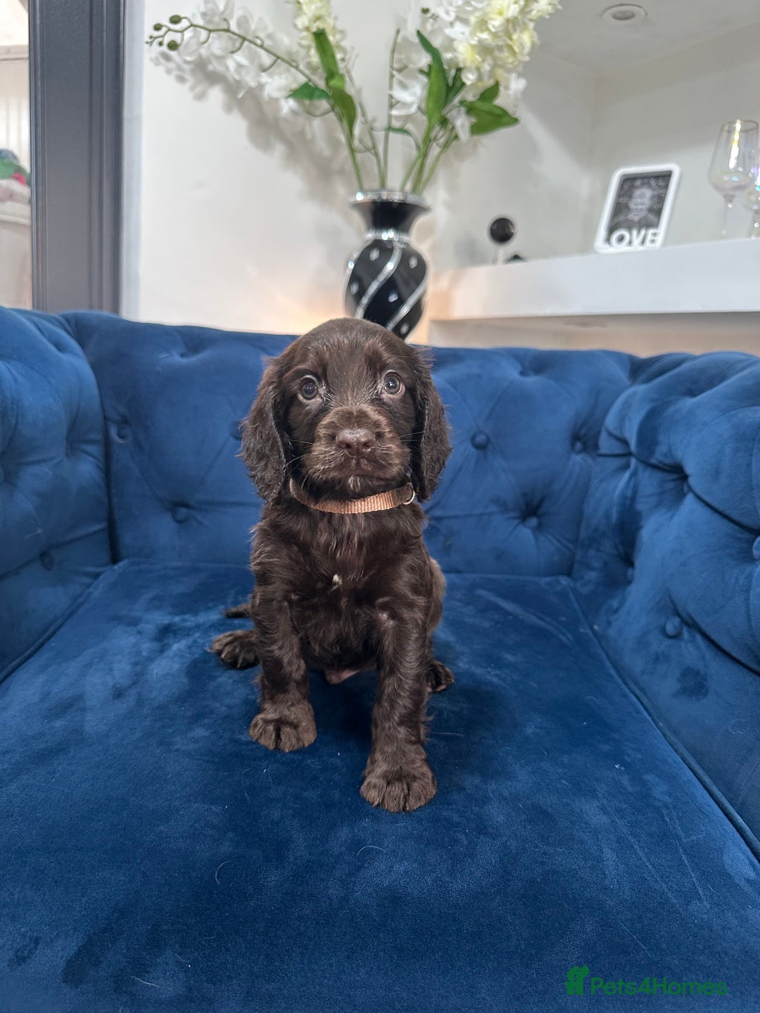 Cocker Spaniel dogs for sale: Beautiful litter of cocker spaniel pups 4 left  - Image 31