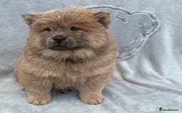 Chow Chow dogs for sale: KC Reg Chow Chow Puppies  - Image 4