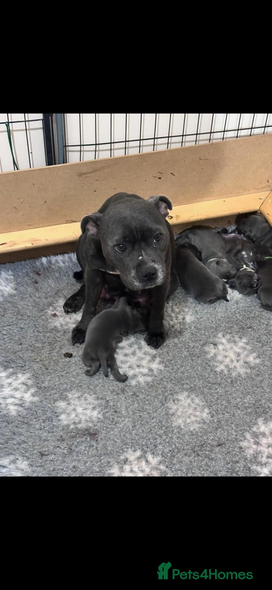 Staffordshire Bull Terrier dogs Full DNA health tested Staffie puppies - Advert 1
