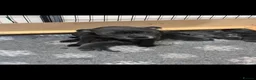 Staffordshire Bull Terrier dogs for sale: Full DNA health tested Staffie puppies - Advert 1