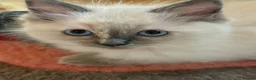 Ragdoll cats for sale: Beautiful Ragdoll Kittens READY NOW - Advert 11