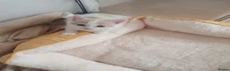 Mixed Breed cats for sale: 1 rare colour gorgeous little boy - Advert 9