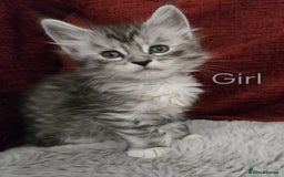 Maine Coon cats for sale: 1 Maine Coon kitten boy. - Image 20