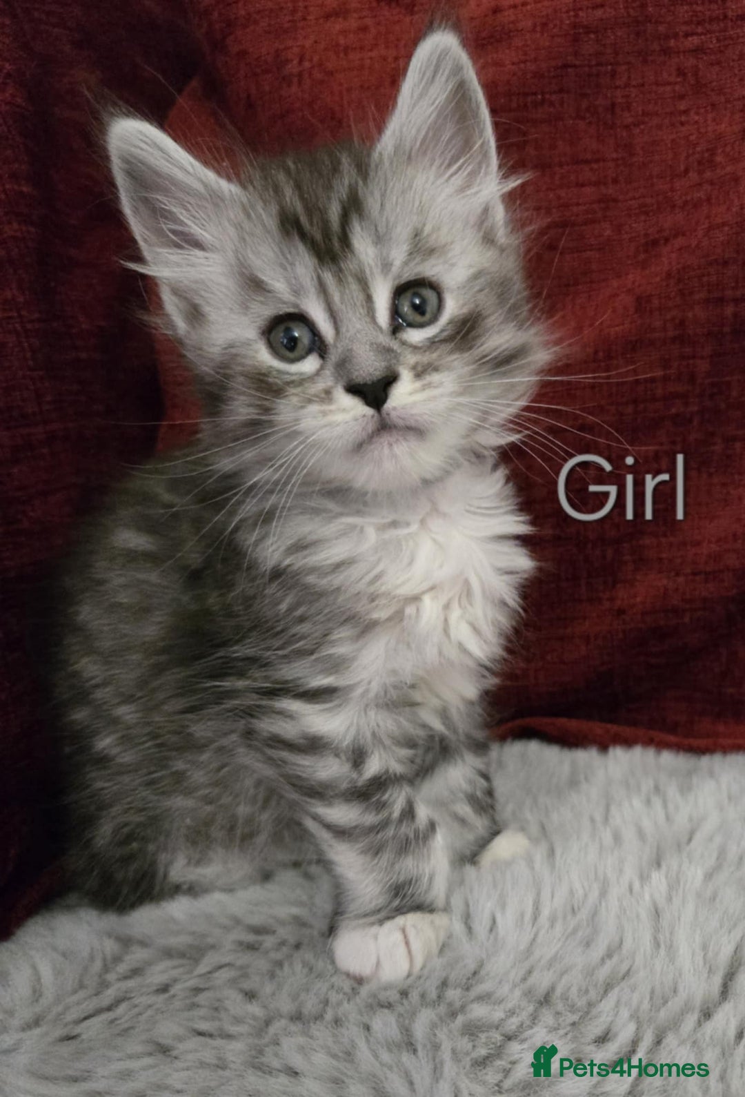 Maine Coon cats for sale: 1 Maine Coon kitten boy. - Image 20