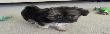 Mixed Breed 3