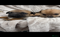 Jack Russell dogs for sale: Beautiful litter of jack Russell puppies  - Image 4