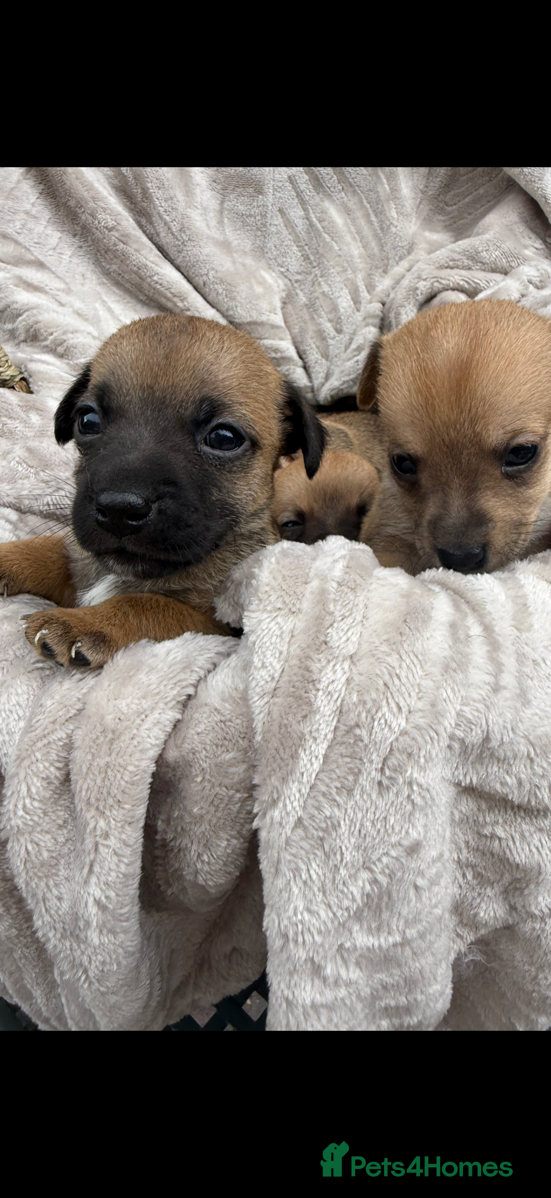 Jack Russell dogs for sale: Beautiful litter of jack Russell puppies  - Image 4