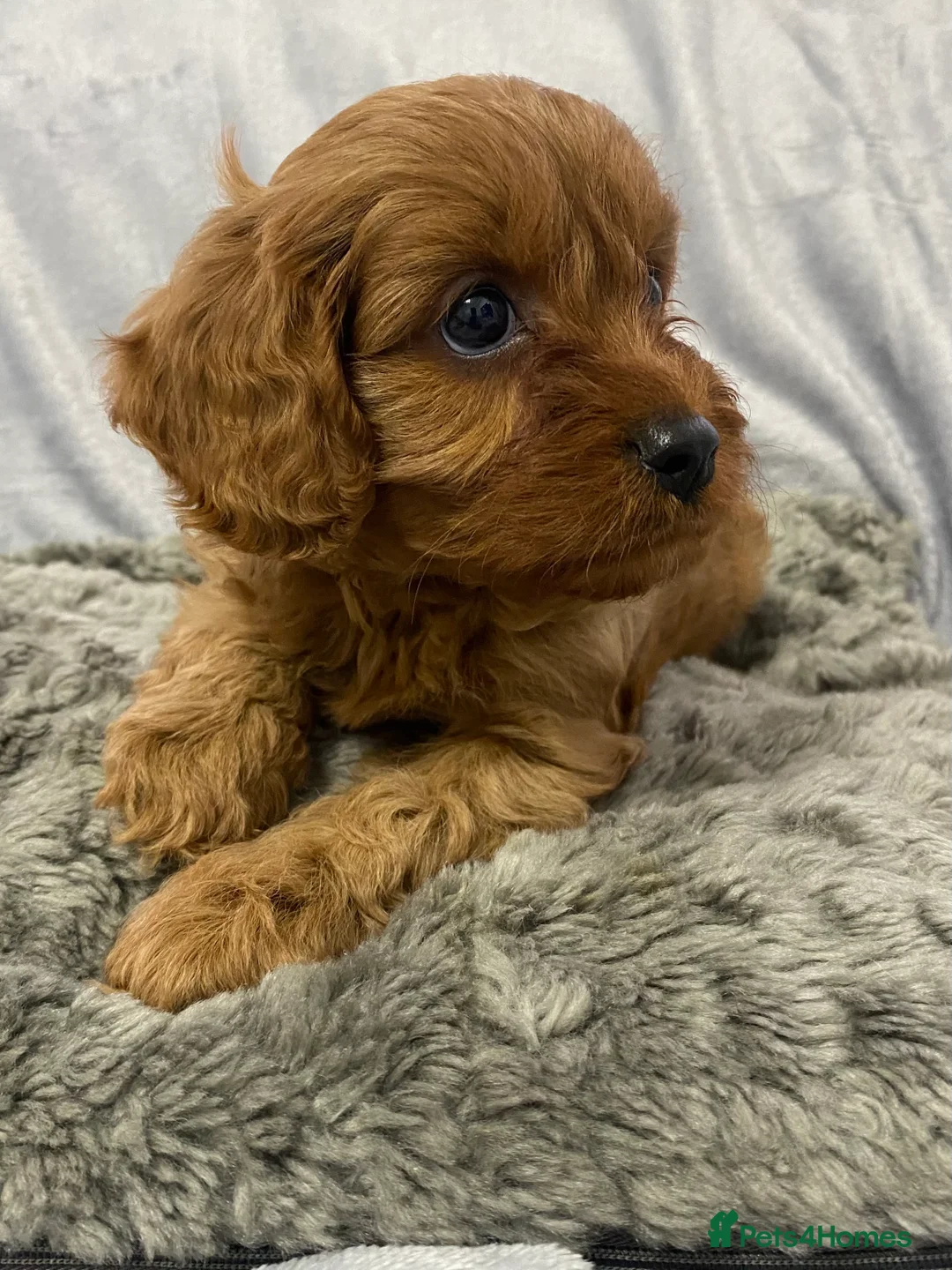 Cavapoo dogs for sale: F1 Toy Cavapoo - Advert 8