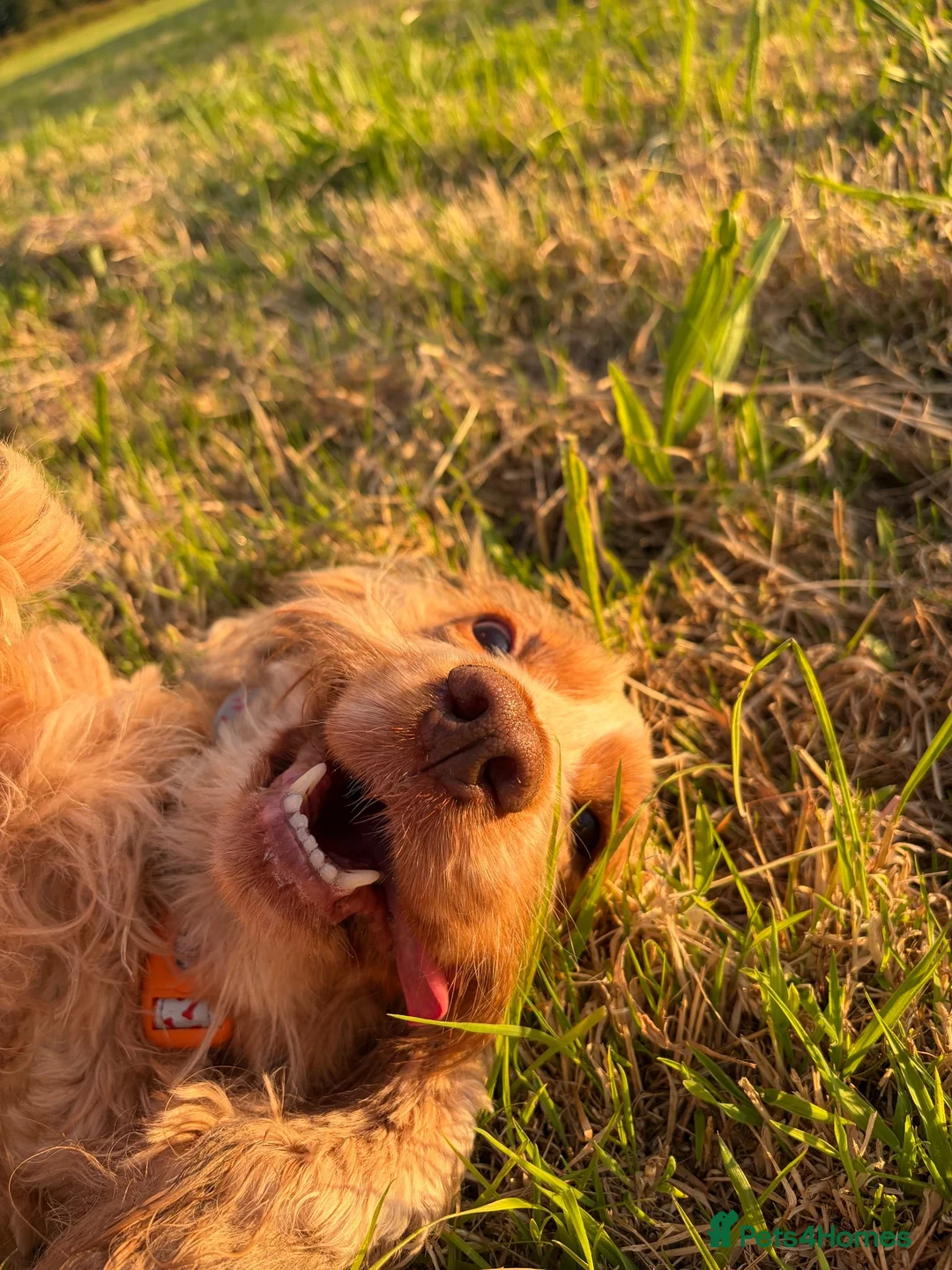 Cocker Spaniel dogs for sale: 7 year old cocker spaniel Pumpkin needing a home  - Advert 3