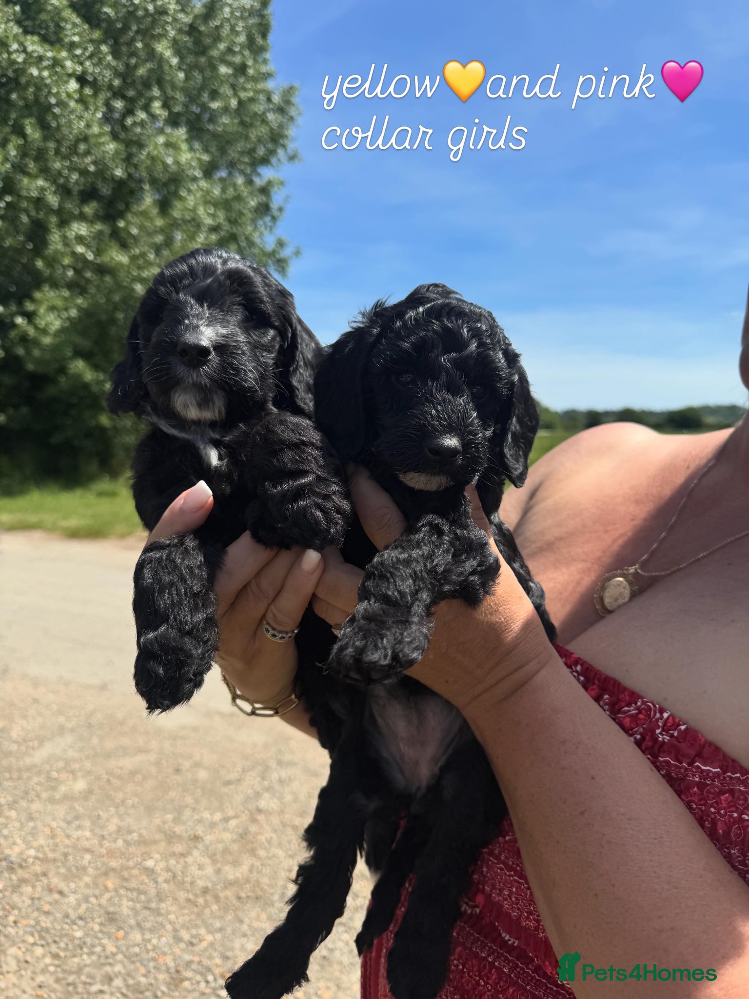 Cockapoo dogs Gorgeous Cockapoo pups 5🌟 licensed breeder  - Advert 2