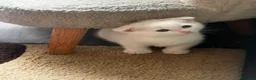 Scottish Fold cats for sale: Beautiful white Scottish fold kittens  - Advert 3