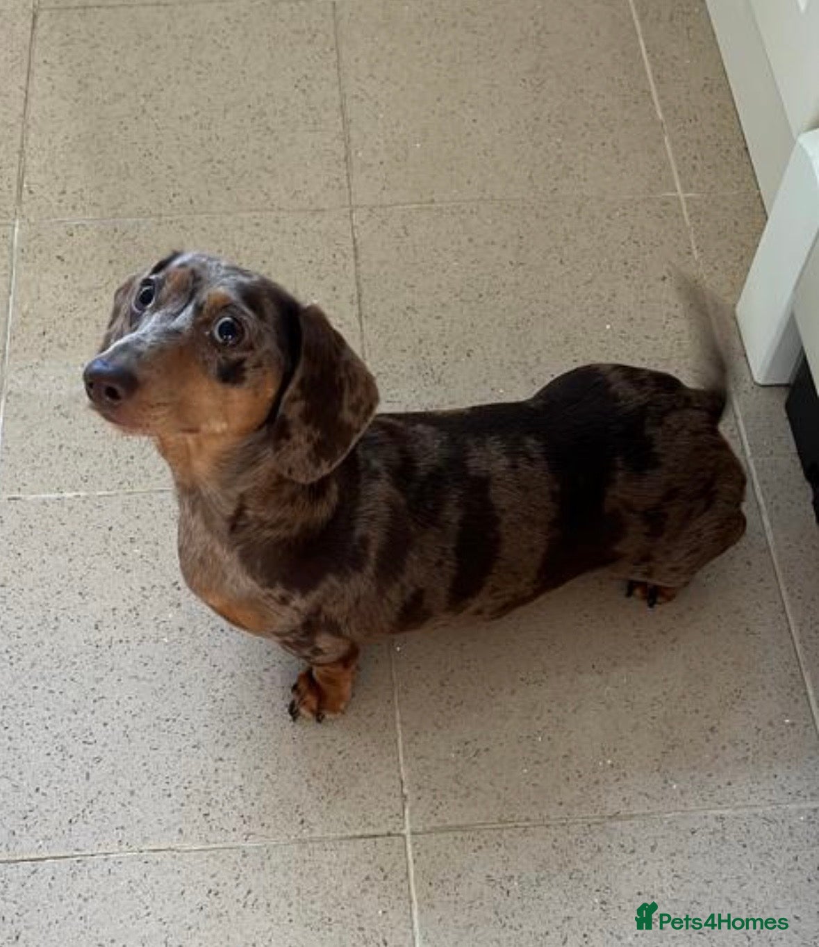 Miniature Dachshund dogs Miniature Dachshund Puppies  - Advert 1