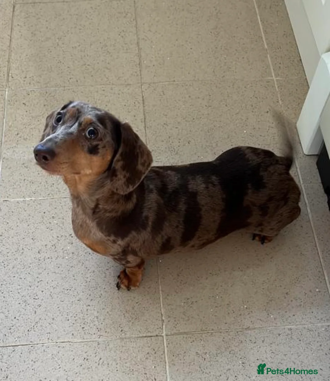 Miniature Dachshund dogs for sale: Miniature Dachshund Puppies  in Sheerness - Advert 1