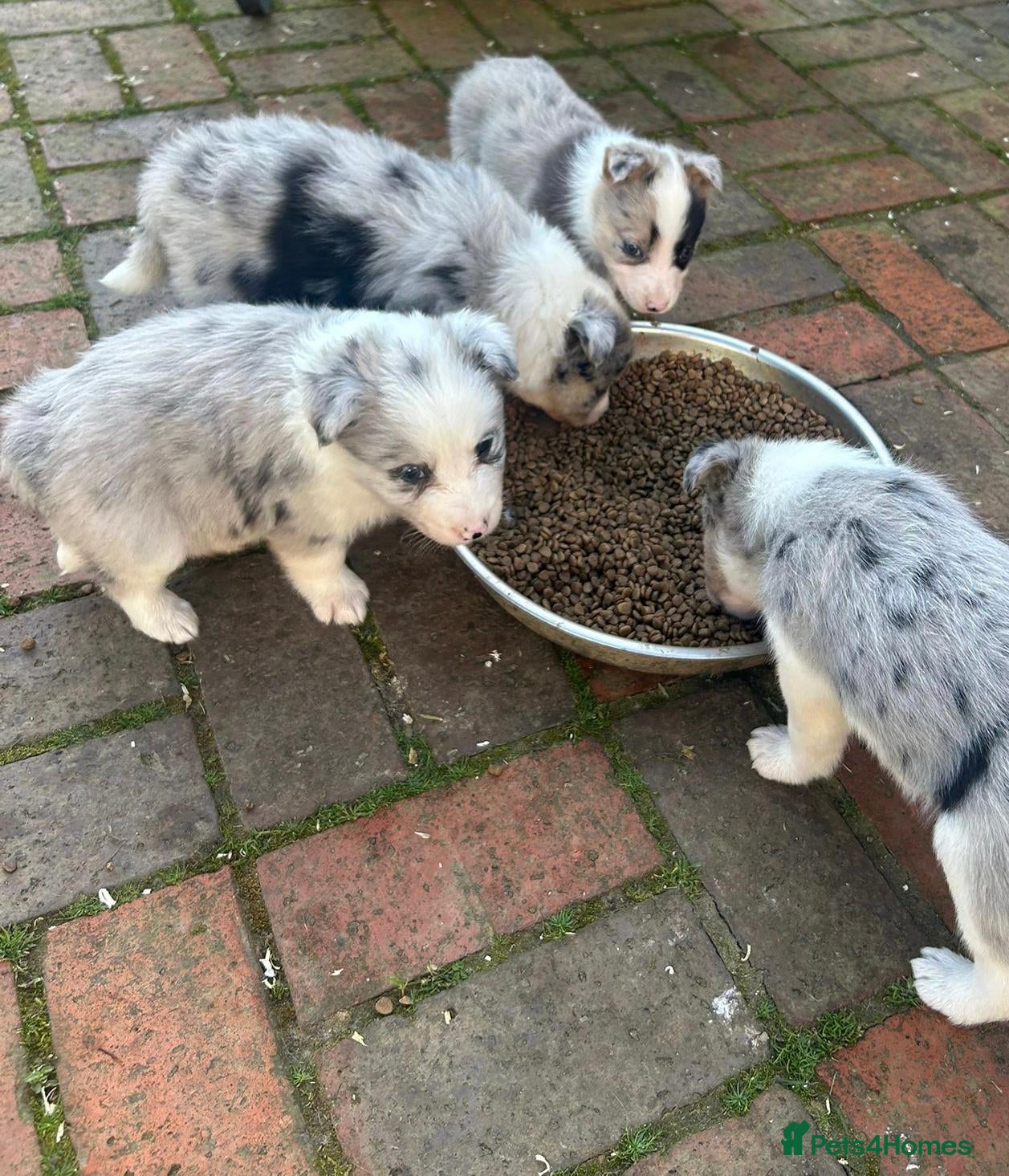 Border Collie dogs Outstanding Border Collie puppy’s  - Advert 1