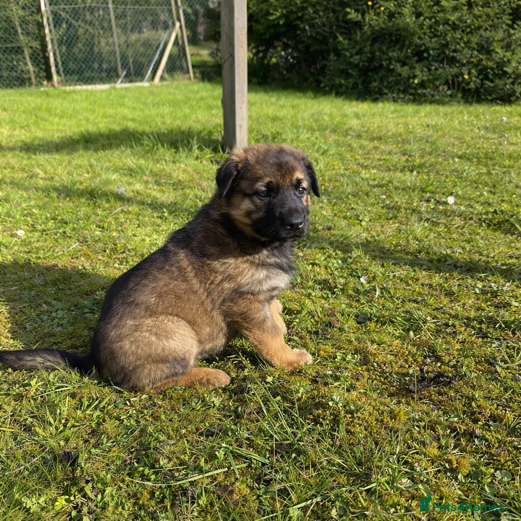German Shepherd dogs STUNNING, Chunky Dutch Shepherd x GSD Puppies - Advert 2