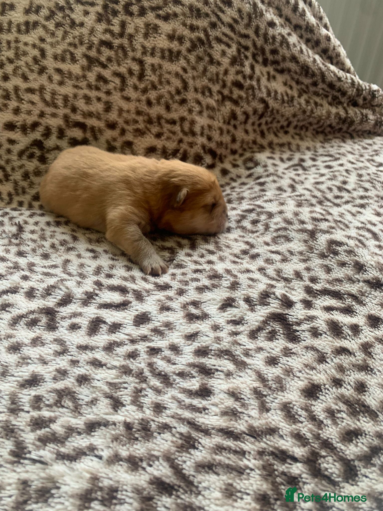 Chow Chow dogs for sale: Choclate/lilac Chow chow puppies - Advert 26