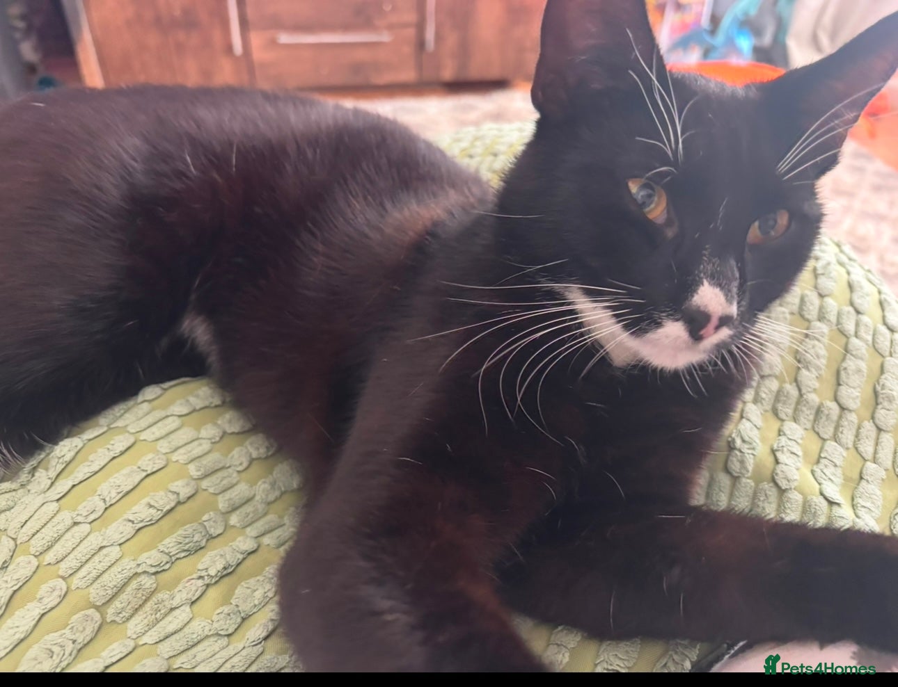 Mixed Breed cats 2 year old male cat  - Advert 1