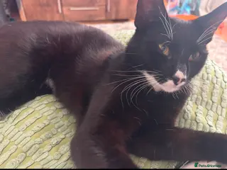 Mixed Breed cats 1 year old male cat- free - Advert 14