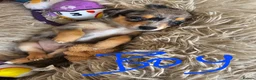 Chiweenie dogs for sale: Chiweenie  - Advert 9