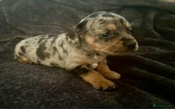 Mixed Breed dogs for sale: Beautiful Frenchie cross dachshund puppies   - Image 19