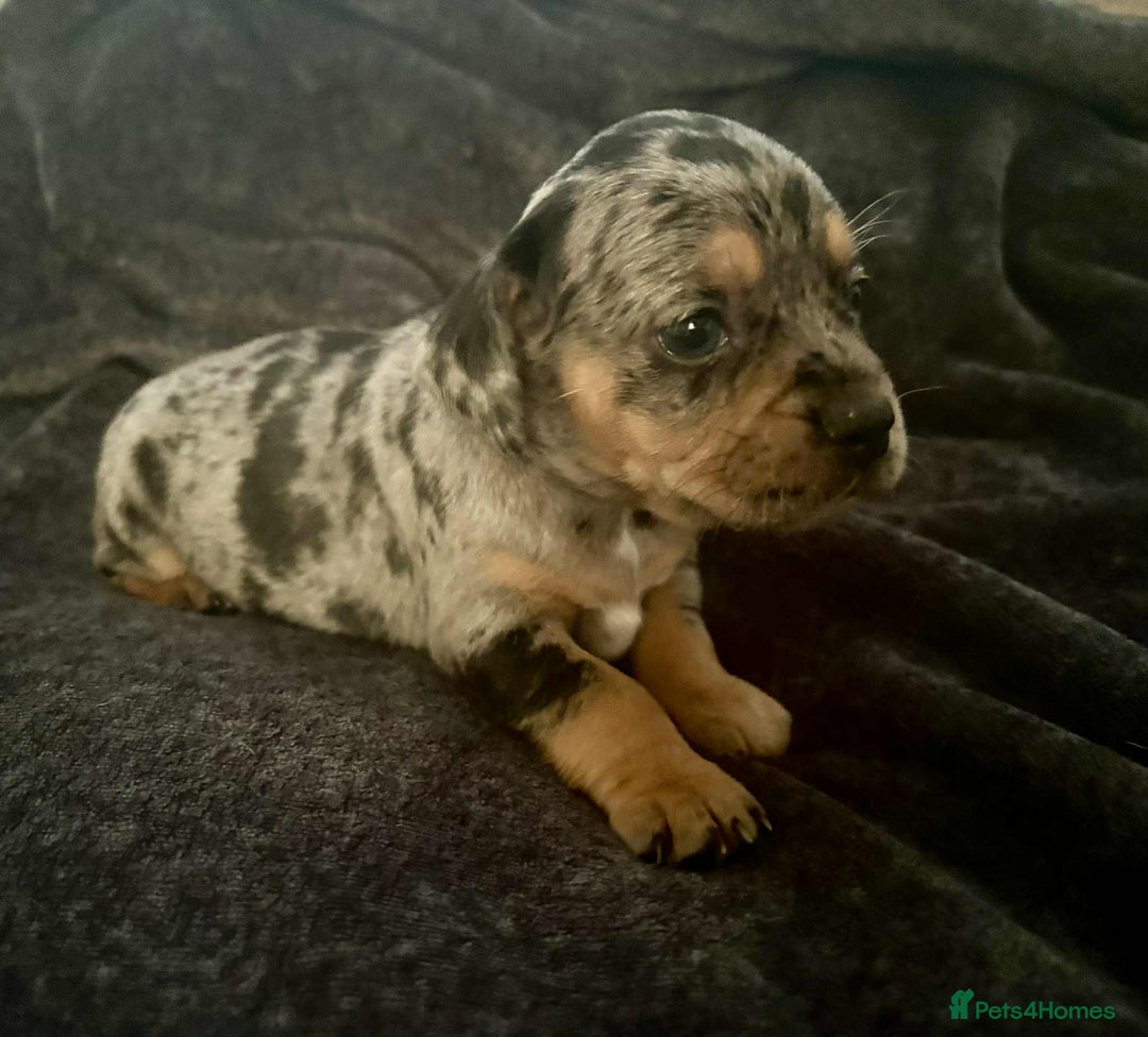 Mixed Breed dogs for sale: Beautiful Frenchie cross dachshund puppies   - Image 19