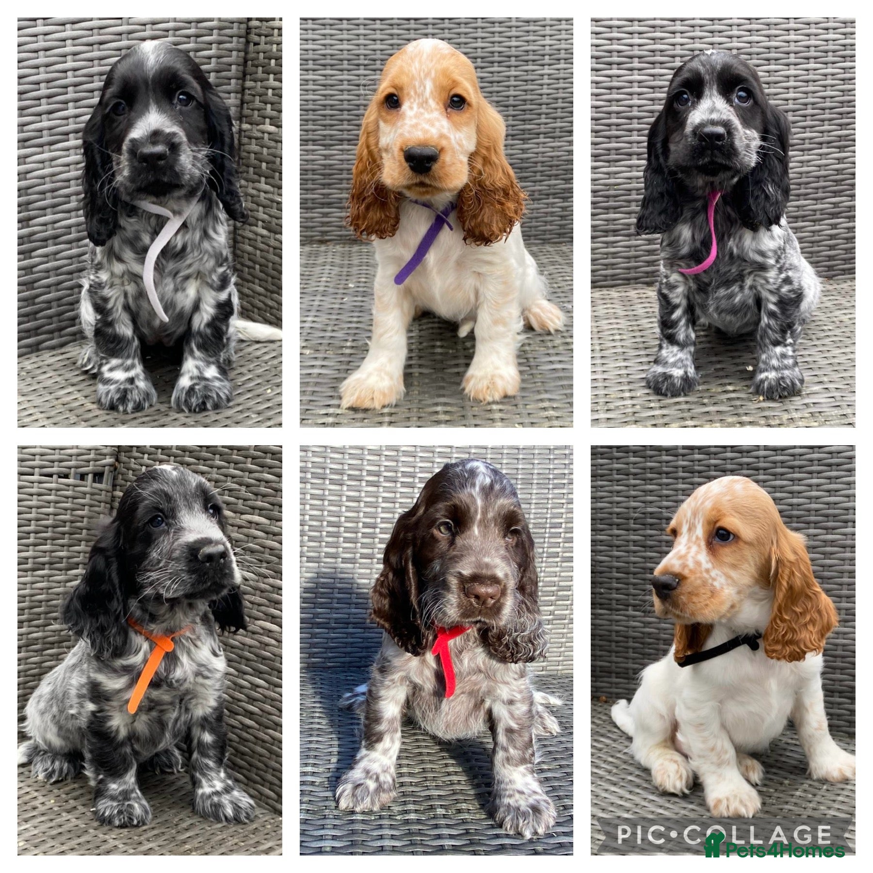 Cocker Spaniel dogs KC Registered Cocker Spaniel Pups For Sale - Advert 16