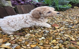 Cockapoo dogs for sale: Fantastic f1b toy cockapoo puppies  - Image 7