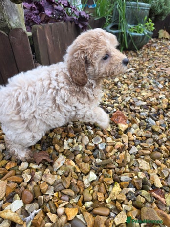 Cockapoo dogs Fantastic f1b toy cockapoo puppies - Advert 11