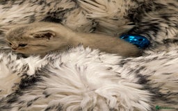 British Shorthair cats for sale: Blue, lilac, chocolate golden girls  - Advert 9