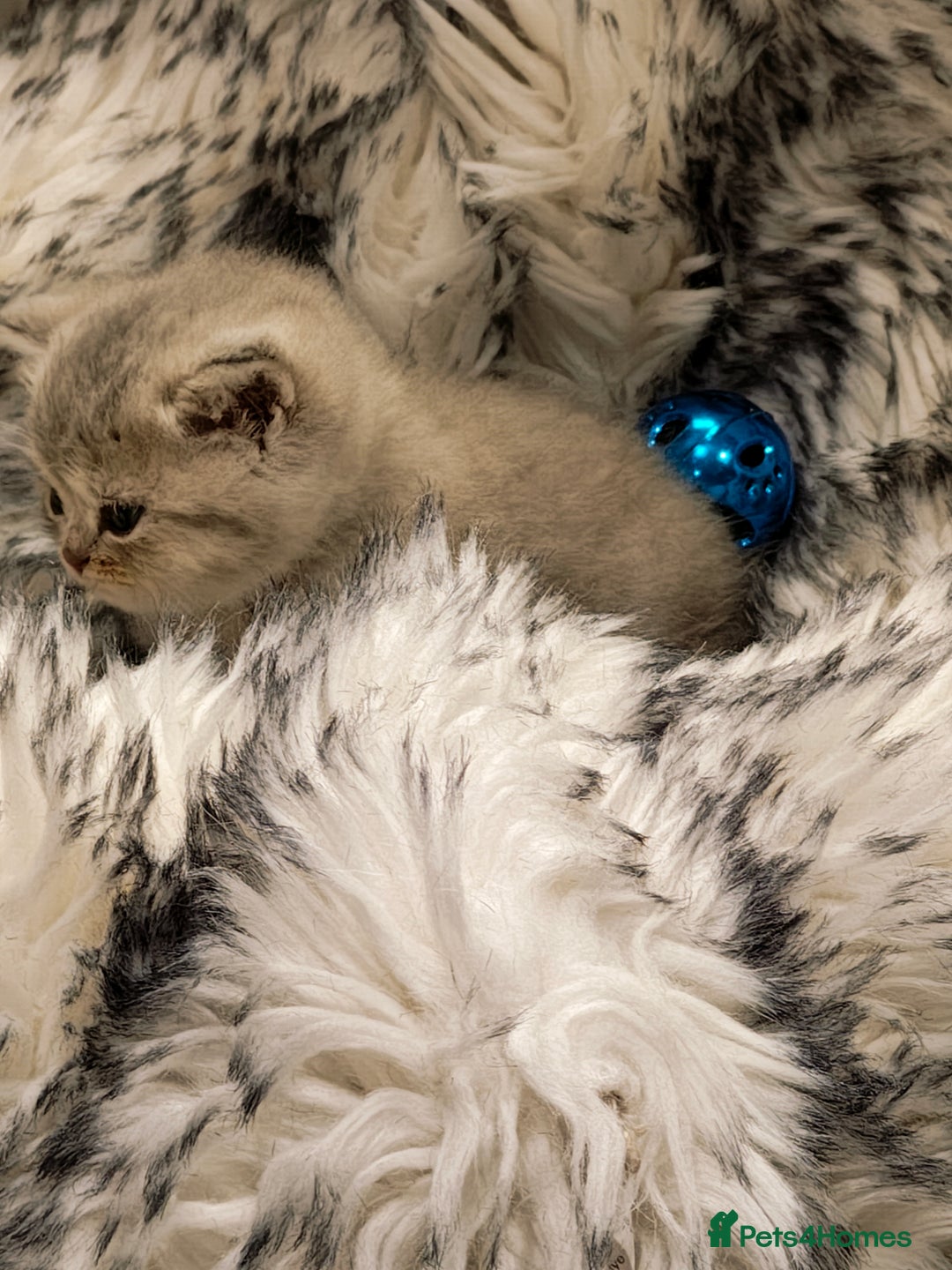 British Shorthair cats for sale: Blue, lilac, chocolate golden girls  - Advert 9