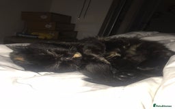 Persian cats for sale: Sad sale of my beautiful Persian  - Image 6