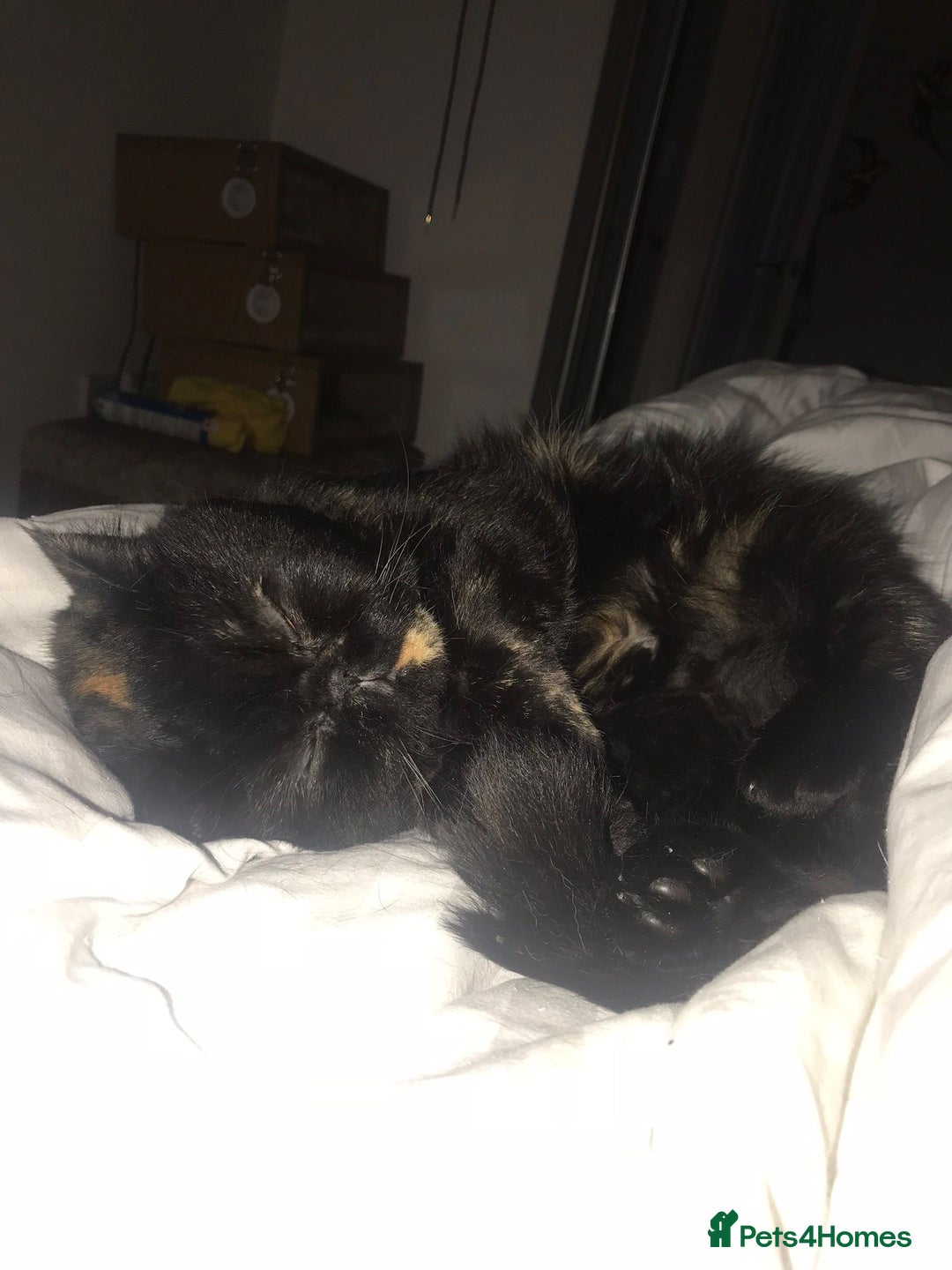 Persian cats for sale: Sad sale of my beautiful Persian  - Image 6