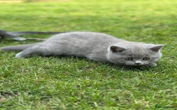 British Shorthair cats for sale: I'll give it into good hands. - Image 8