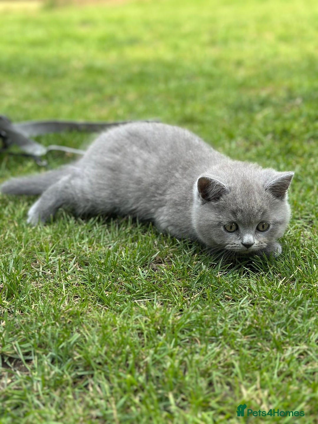 British Shorthair cats for sale: I'll give it into good hands. - Image 8