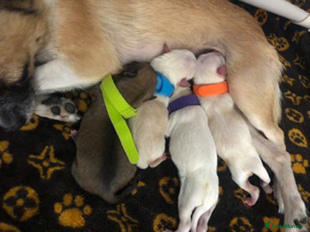 Pomchi dogs for sale: 🐾POMCHI PUPPIES🐾 - Image 4