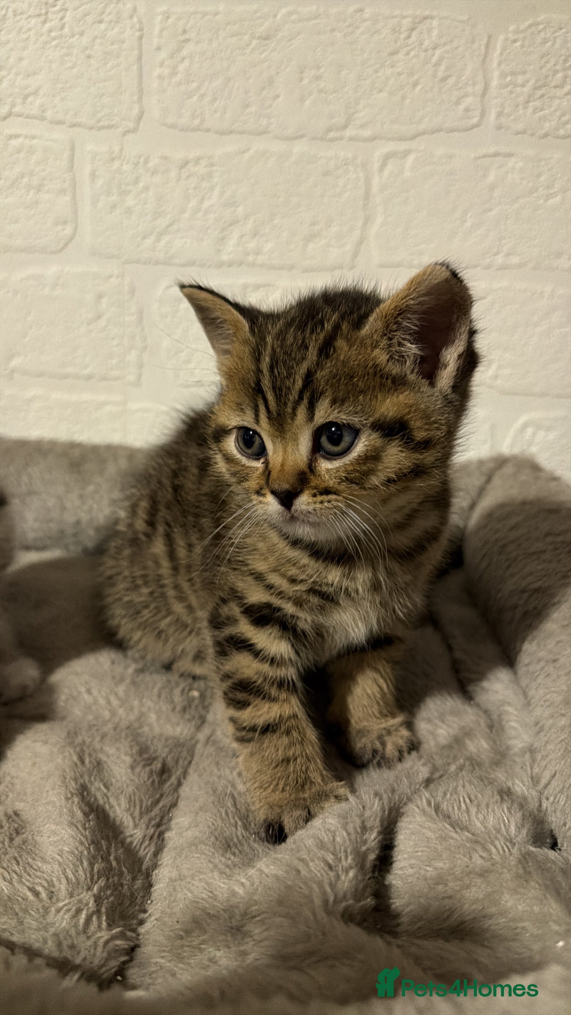 British Shorthair Kitten 1