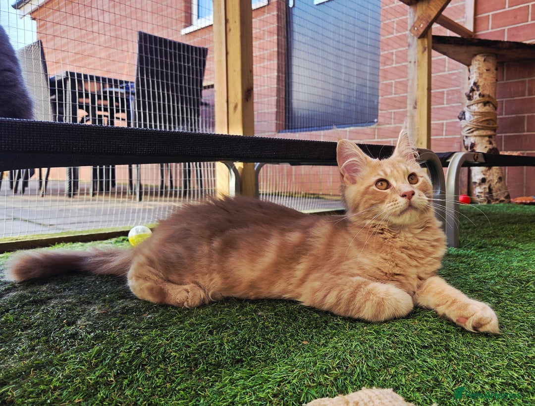Maine Coon cats for sale: 1 Cream Boy Available. Ready Now.  - Image 8