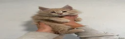 Maine Coon cats for sale: 4 beautiful and playful Maine Coon kittens - Advert 3