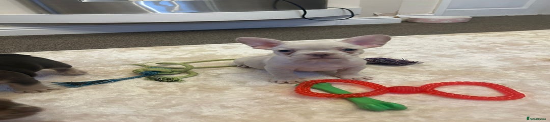French Bulldog Puppy 1