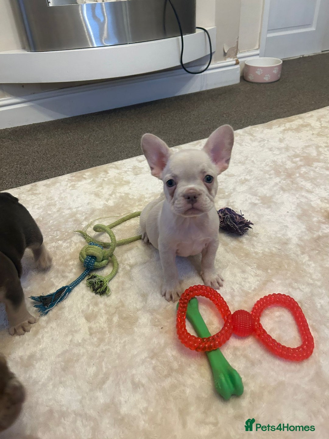 French Bulldog dogs for sale: Kc registered french bulldog puppy’s Isabella  - Image 10