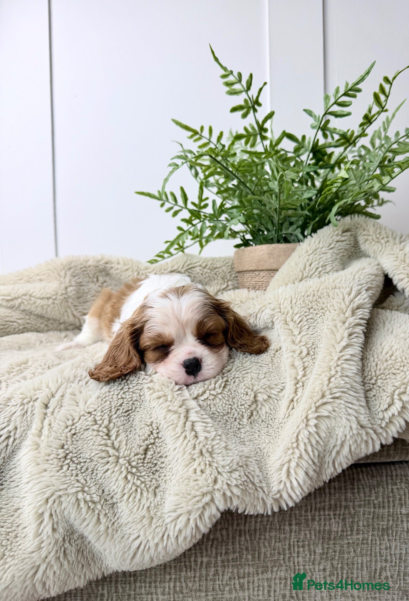Cavalier King Charles Spaniel dogs KC registered Cavalier King Charles Spaniel.  - Advert 1